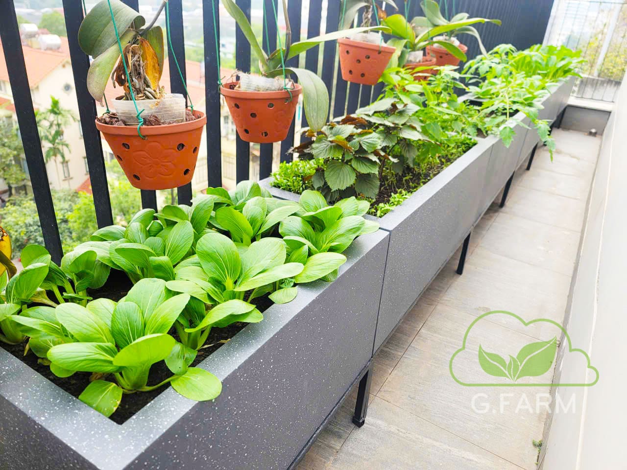 Vườn rau xanh ban công chị Thảo 